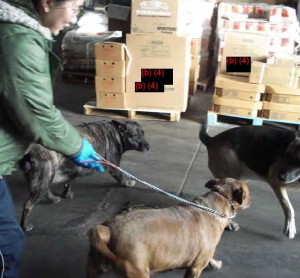 A photograph included in the lawsuit allegedly shows an employee rounding up dogs that had been roaming freely in the food distribution warehouse before inspectors arrived.