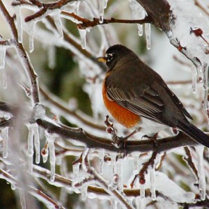 Like many county residents, this robin is probably hoping the next round of bad weather doesn't include more ice. Photo by Dave Lichter