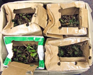 Packages containing khat get intercepted on Friday, March 7. Photo courtesy of U.S. Customs and Border Protection