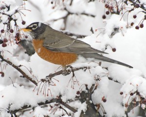 Robin in Snow Plain by Bobby Wolf