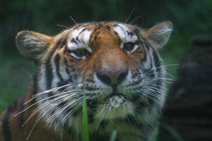 July 29 is Tiger Day at the Brandywine Zoo.
