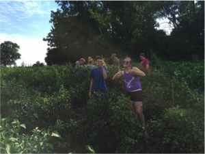 During Basic Cadet Orientation week, cadets worked at Pete's Produce in West Chester and harvested over 1,400 pounds of peppers for the Chester County Food Bank. Photo courtesy of AFJROTC