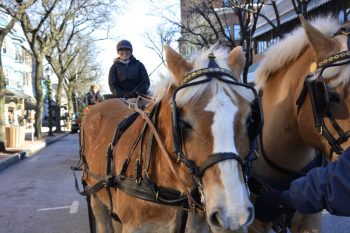 Horse-drawn carriage rides in Kennett Square.